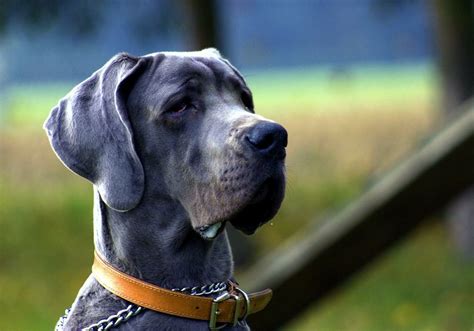 Las 5 razas de perros más grandes del mundo | Mascotas