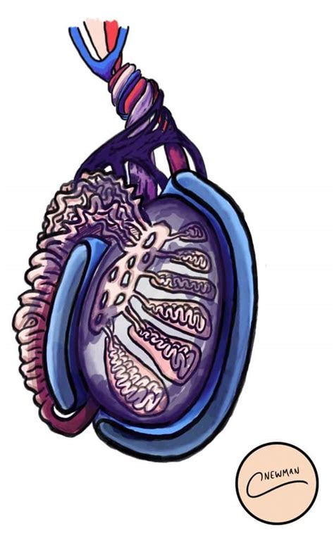 Testicular Torsion Treatment