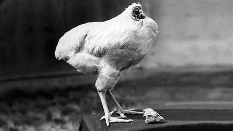 Miracle Mike: The Chicken That Lived For 18 Months Without A Head - YouTube