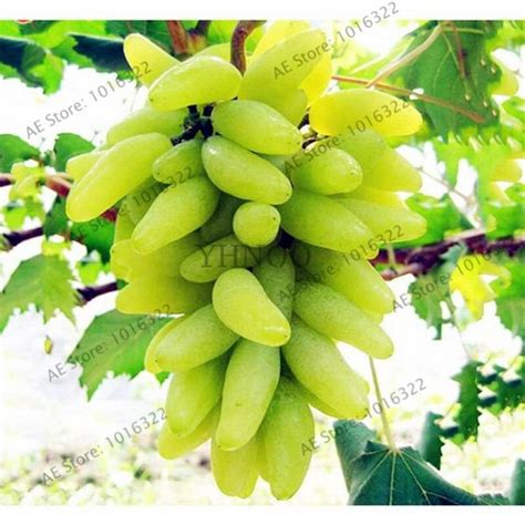 Grape Seeds 50Pcs - BuyingSeed.com - Free Shipping - Up to 70% OFF