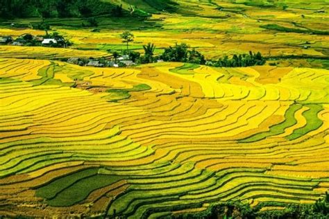 Rice Paddy Fields, Vietnam | TripCompanion Tours