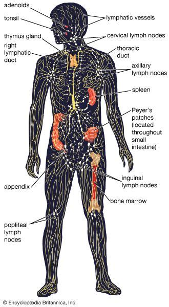 Peyers Patch Diagram