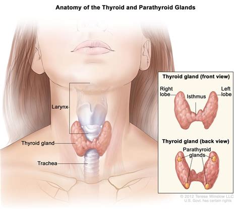 Anatomy of the thyroid and parathyroid glands; drawing shows the ...