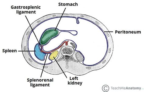 The Spleen - Position - Structure - Neurovasculature - TeachMeAnatomy