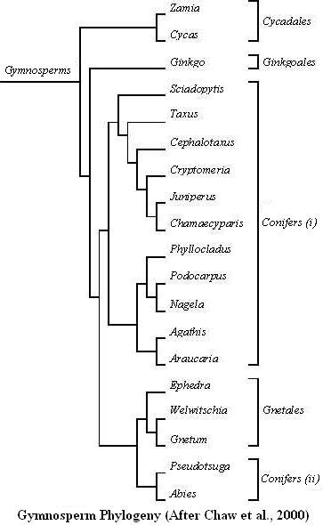 Extant Gymnosperm Phylogeny | BOTANIQUE.ORG