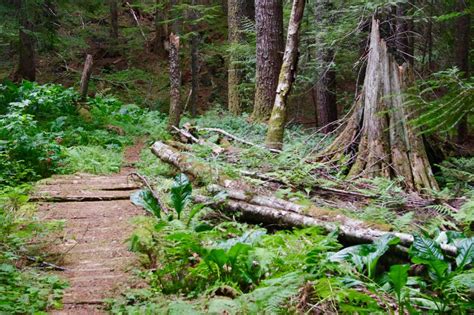 File:Old footbridge, Salmon River Trail.jpg - Hiking in Portland ...