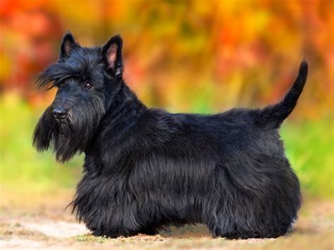 Scottish Terrier Puppies For Sale | Available in Tucson & Phoenix, AZ