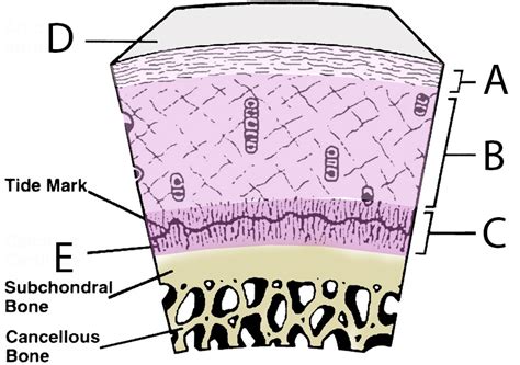 Articular Cartilage - Basic Science - Orthobullets