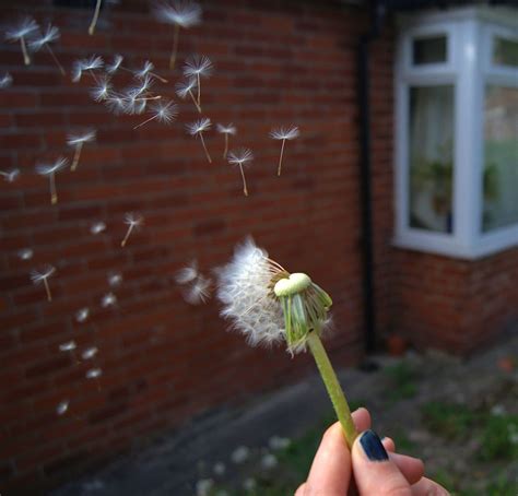 File:Dandelion seed dispersal.jpg - Wikipedia