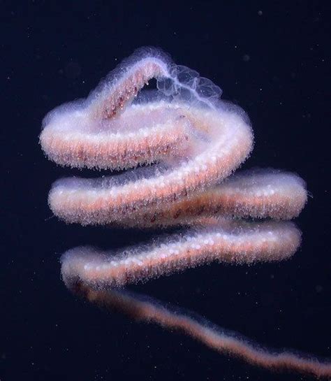 Siphonophores (pictured) are jellyfish-like colonies that shake up the notion of individuality ...