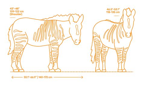 Zony (Equus zebra x Equus caballus) Dimensions & Drawings | Dimensions.com