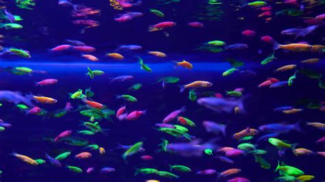 Vibrant Neon Fish In Aquarium Stock Footage SBV-323245271 - Storyblocks