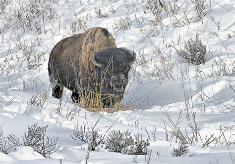 Bison in WInter | Shutterbug