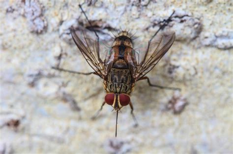 Are cluster flies a threat to my home and family? - Accurate Pest Control NY