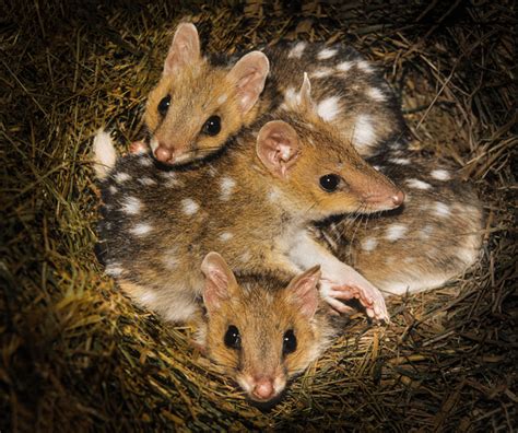 Quoll Facts: The Males Die After Only 1 Mating Season - Odd Facts