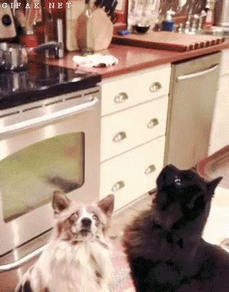 Good Friends GIF - Cat Dog Besfriends - Discover & Share GIFs