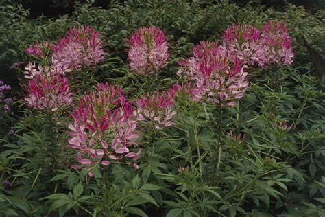 How to Grow and Care for Cleome (Spider Flowers)