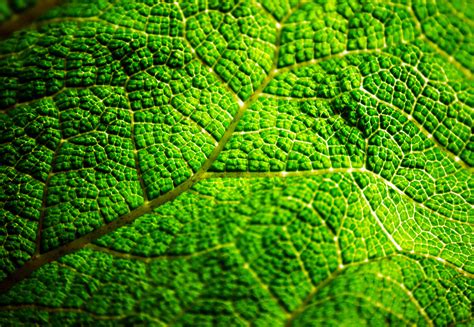 Green Leaf Free Stock Photo - Public Domain Pictures