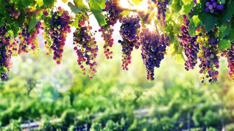 Purple Grapes Wallpapers - Wallpaper Cave