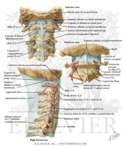 Structure and Function of the Cervical Spine - Physiopedia