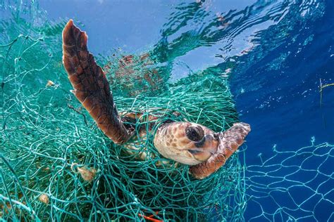 Huge amounts of abandoned fishing gear litter the world's oceans | New ...