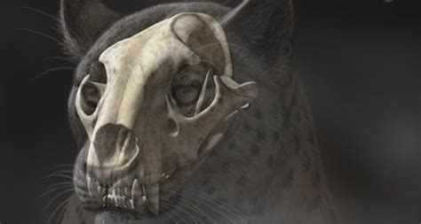 Through Golden Eyes: This Fossil Skull Unearthed in Tibet Is the Oldest Big Cat Ever Found