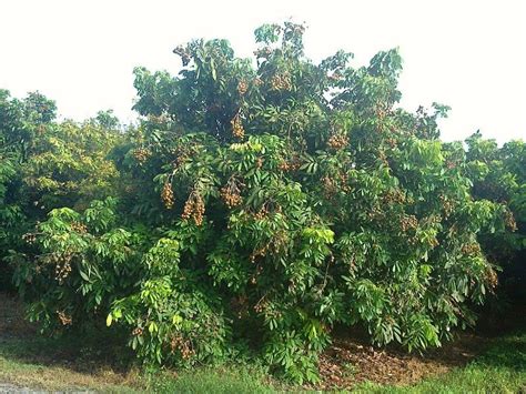 Growing a longan tree - GardenDrum