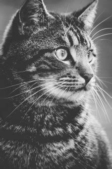 Free Images : black and white, dark, pet, fur, feline, tabby, darkness, black cat, domestic ...