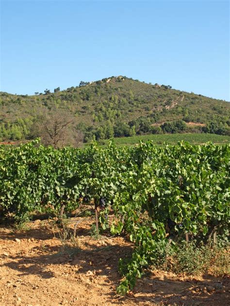 Provence vineyards stock image. Image of lineages, wines - 6244793