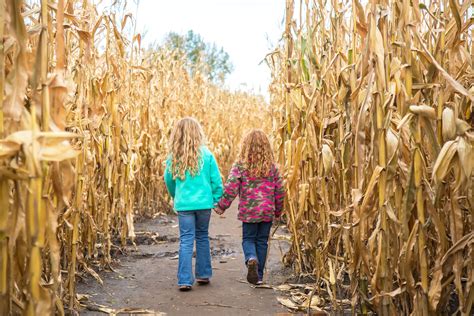 Are Dogs Allowed In Corn Maze At Richardsons Farm