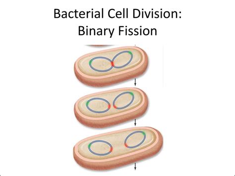 Evolution and the foundations of biology. Cells and genetics. (Сhapter ...