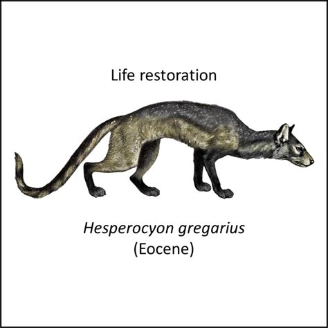 Cynodictis Evolution