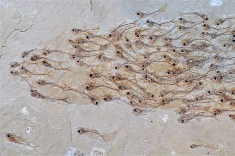 The discovery of a fossilized school of fish offers a remarkable snapshot in time, capturing an ...