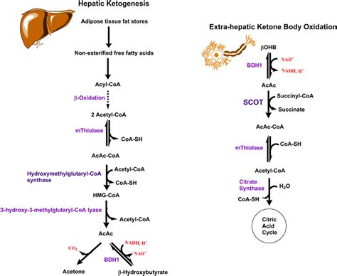 Pathways for synthesis and catabolism of ketone bodies in ketogenic and ...