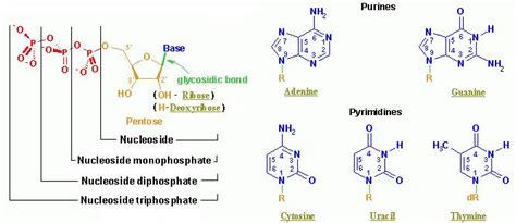 Deoxyribose Nucleoside Triphosphate - astonishingceiyrs