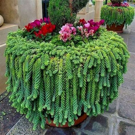 20+ Best Succulent Gardens Designs For Indoor And Outdoor - HAJAR FRESH | Succulent landscaping ...