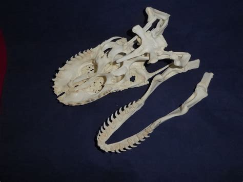 Komodo Dragon Male Skull - Skeletons and Skulls Superstore