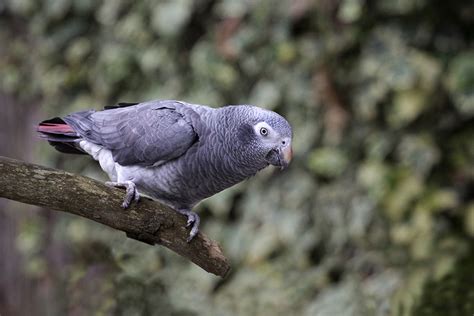 Conserving Timneh Parrots Through Protection of Key Breeding Areas and the Enforcement of ...