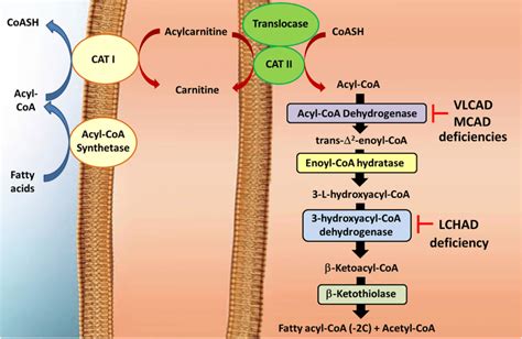 Mitochondrial beta-oxidation of long and very long-chain fatty acids ...