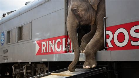 Ringling’s End Could Mean Freedom For All U.S. Circus Animals