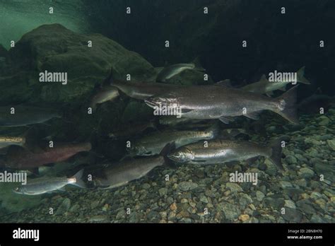 Spawning Coho salmon Stock Photo - Alamy