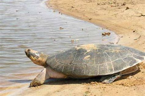 Recuperan población de tortuga gigante en el Amazonas - Periódico NMX