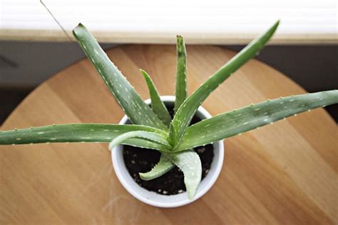 Aloe Vera Oil – Uses and DIY Recipe | Top Natural Remedies