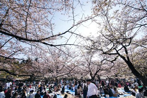 This is When the Tokyo Cherry Blossom Season Takes Place