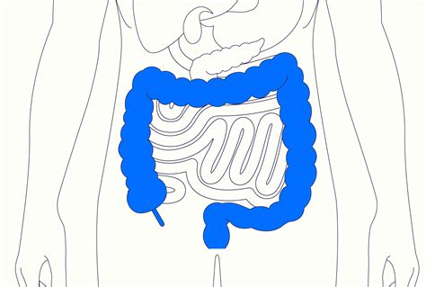 Cecum Location Diagram