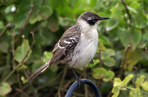 File:Galapagos mockingbird -Santa Cruz -Charles Darwin Research Centre ...