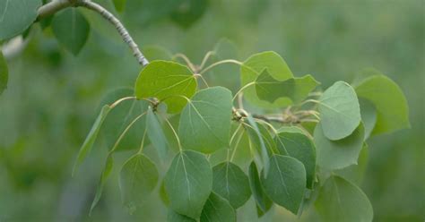 Quaking Aspen (Bark,leaf), Populus tremuloides - Top Quality Herbs ...