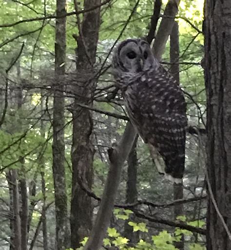 Wildlife along the Appalachian Trail - The Trek