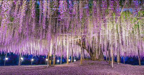 Japan’s Oldest Wisteria Tree Is Almost Too Beautiful For This World – Inner Strength Zone