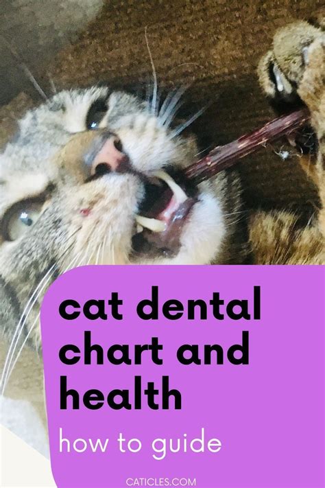 Healthy Cat Teeth and Natural Cat Dental Care Products | Cat dental health, Natural cat, Healthy cat